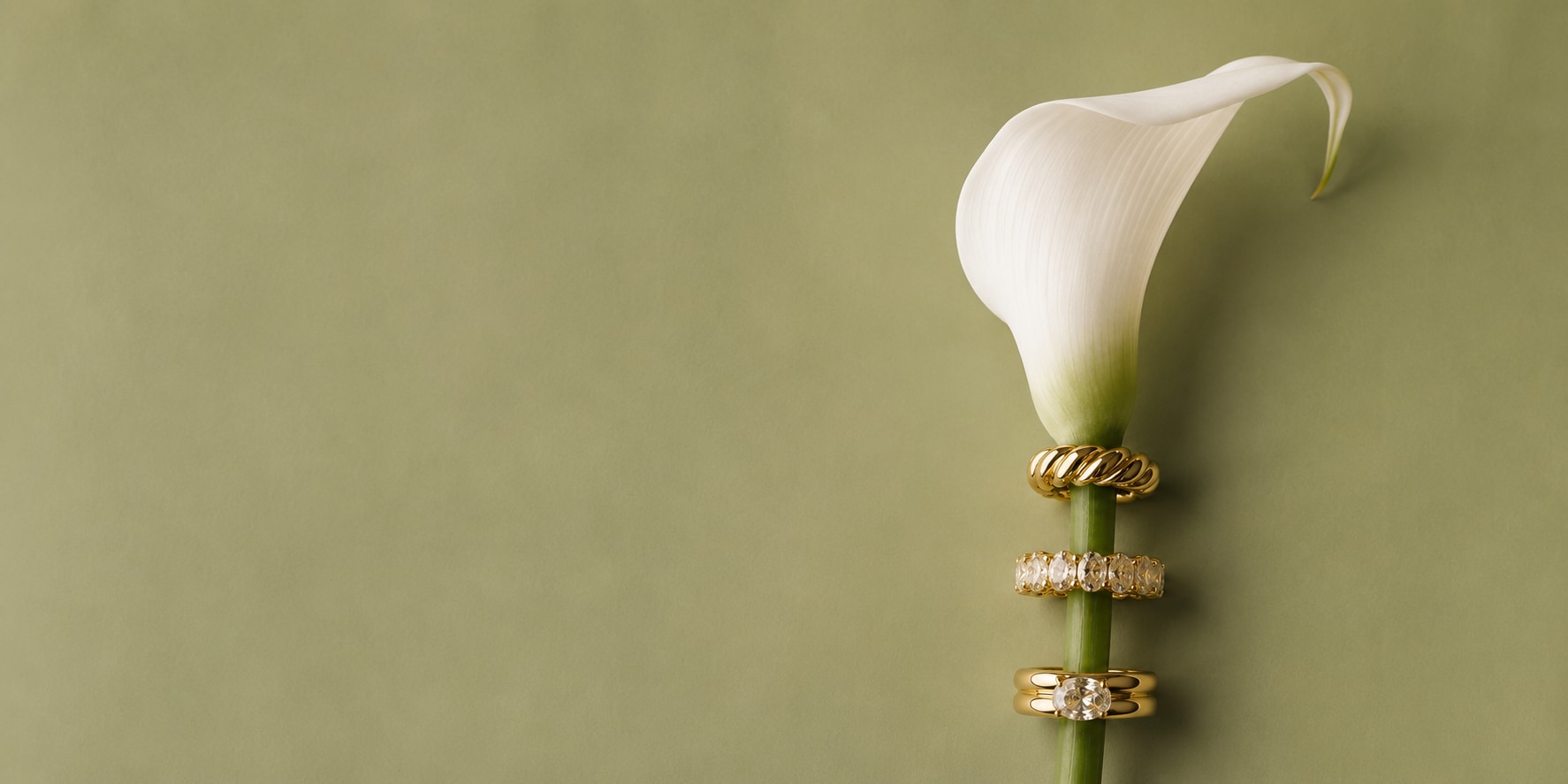 A white calla lily with three gold rings stacked on its stem, on an olive-green field.