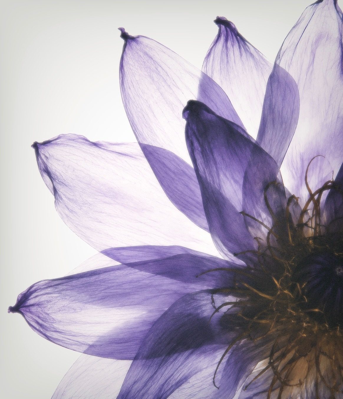 Translucent Blue Lotus flower macro