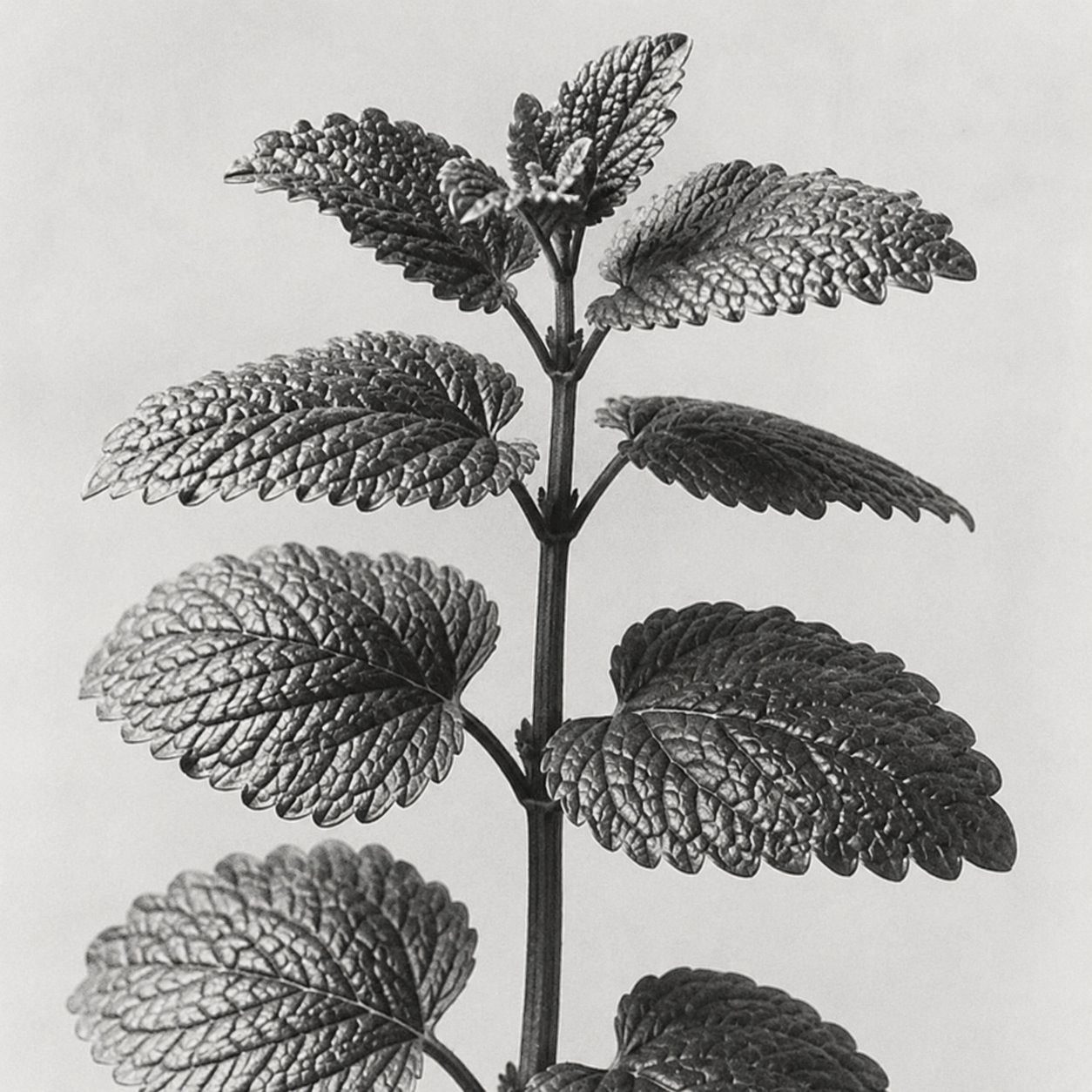 Lemon balm leaves still life