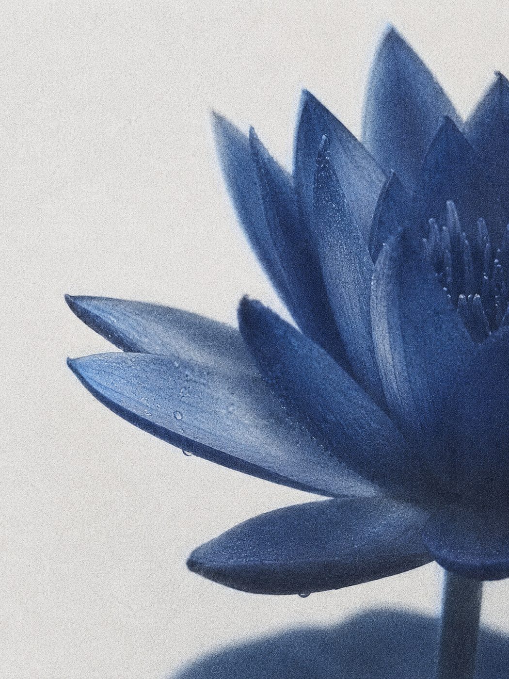 Blue Lotus botanical still