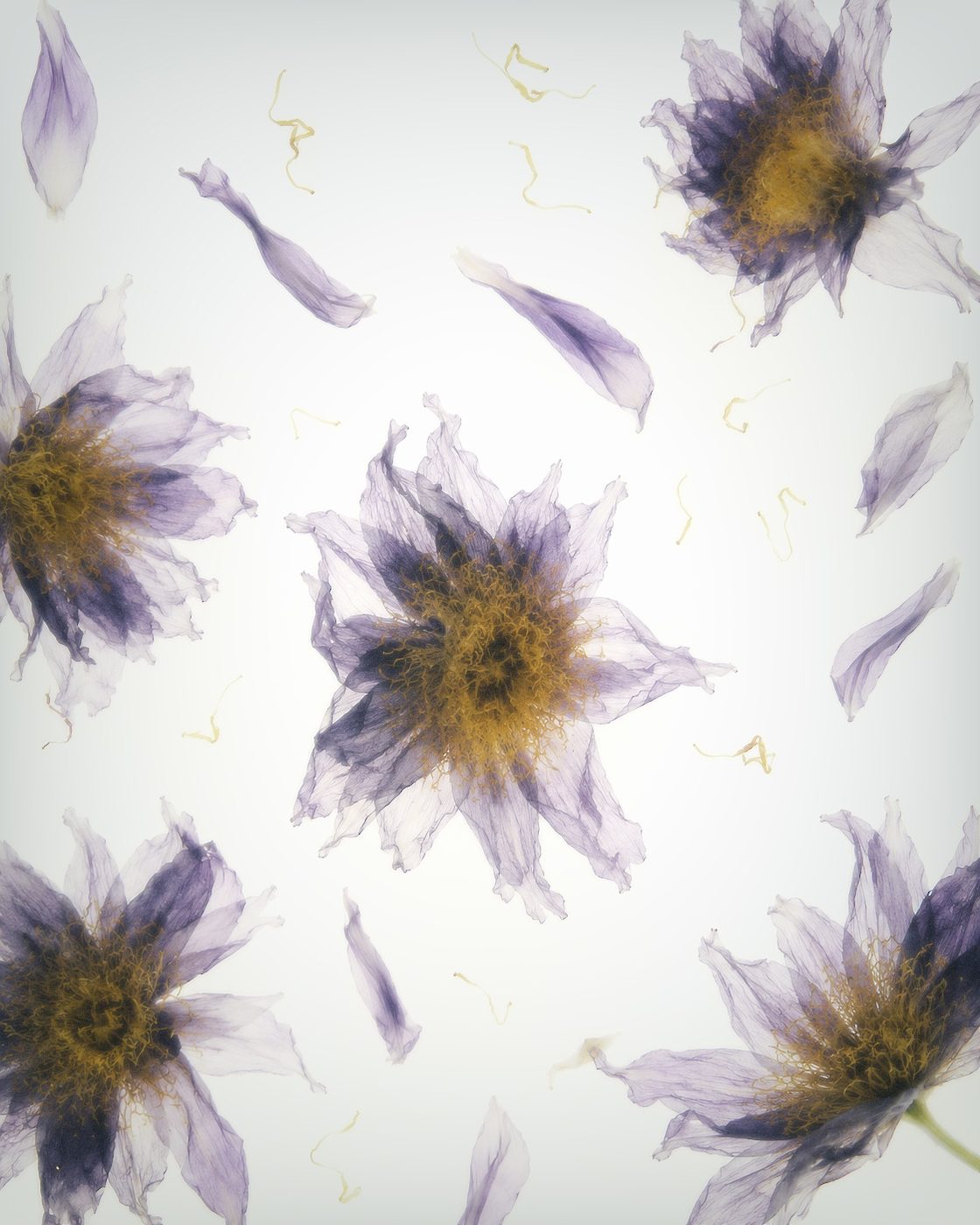 Pressed lotus flowers on film
