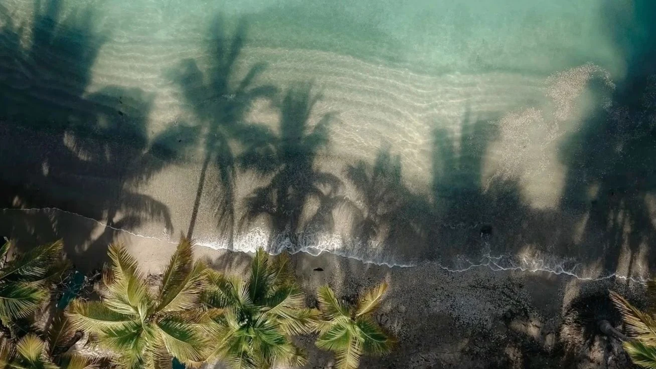 Sepia-toned palm trees leaning over a breaking wave.